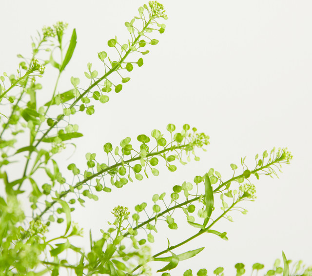 Hirtentäschel von Blume2000 in Grün mit Herz- und Blumenmuster für Erwachsene - Bild 1