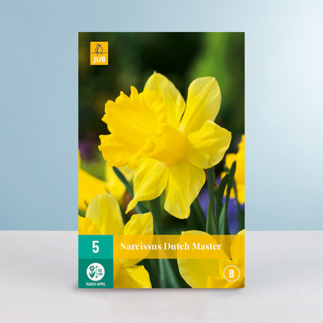 Großblumige Narzisse Dutch Master von BLUME2000 mit 5 Zwiebeln - Bild 1