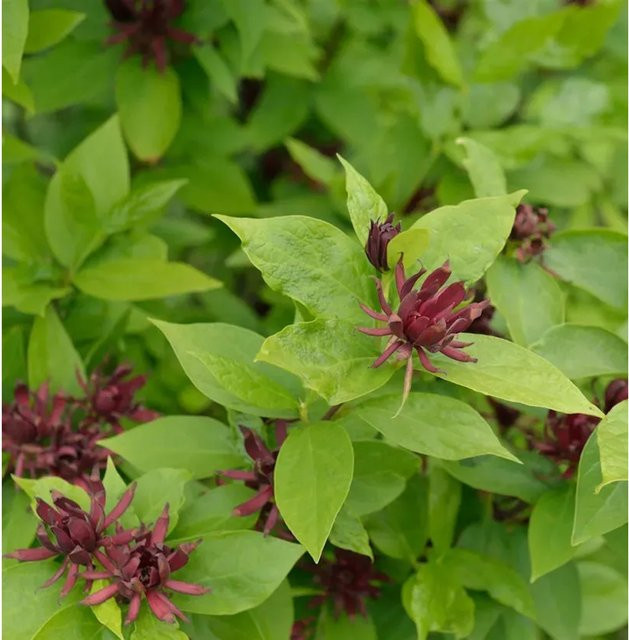 Calycanthus floridus Gewürzstrauch Orchideenbaum Hartlage Wine in Rot, Höhe: 80-100 cm - Bild 1