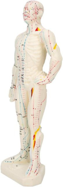 GoolRC Menschlicher Körper Modell, 26cm, Lehrwerkzeug, white - Bild 1