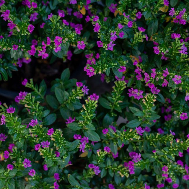 Japanische Myrthe Cuphea Flory Glory, violett, Zierstrauch - Bild 1