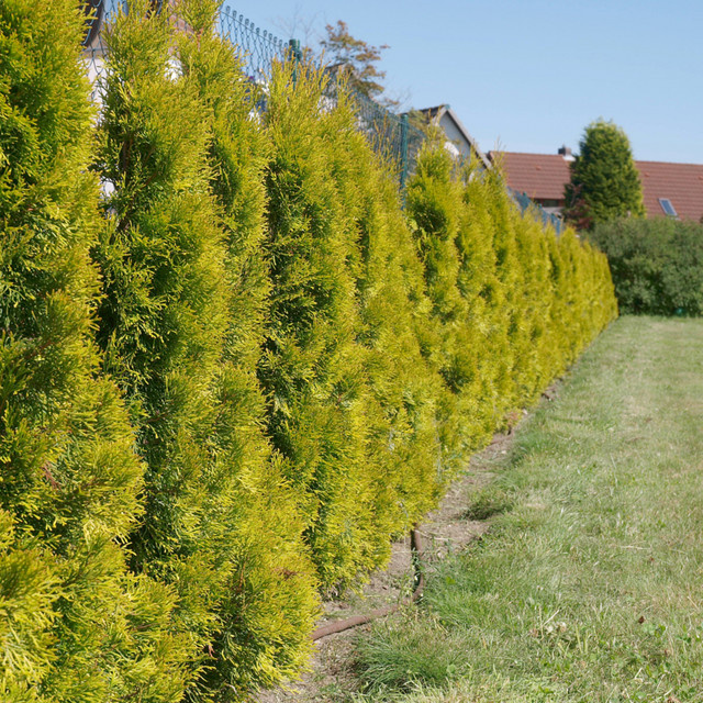 Thuja Golden Smaragd als dekorative Heckenpflanze und Nadelbaum in Gelb und Grün - Bild 1