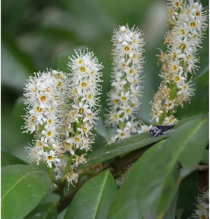 Hochstamm Kirschlorbeer Miniredia Prunus laurocerasus mit cremeweißen Blüten, Höhe: 60-80 cm