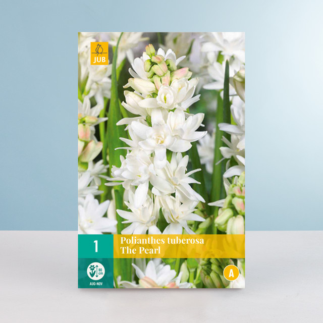 Tuberose The Pearl Knolle von BLUME2000 - Bild 1