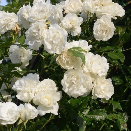 Duftende Kletterrose Madame Alfred Carrière in Rosa von plantofix