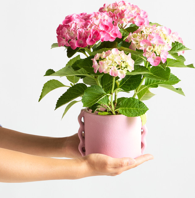 Chic Blush Topfpflanze von BLUME2000 für Balkon und Terrasse - Bild 1
