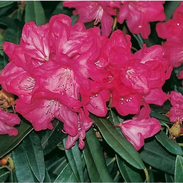 Rhododendron Diamant Alpenrose dunkelgrün für den Garten - Bild 1