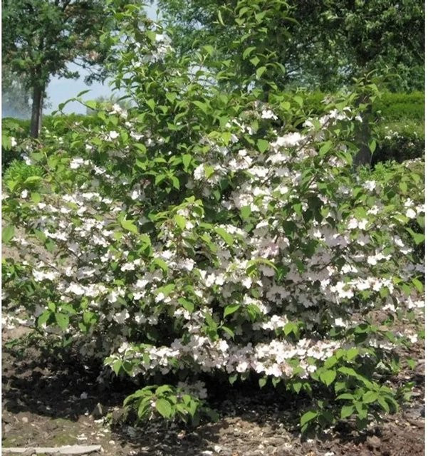 Rosa Pyramiden Schneeball Molly Schroeder Viburnum plicatum als Zierstrauch für Garten, Balkon und Terrasse - Bild 1