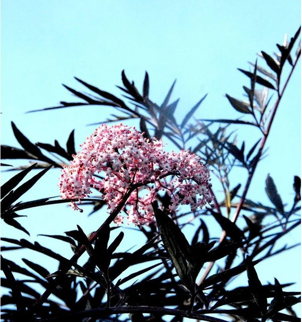 Schwarzer Holunder Sambucus nigra Cherry Lace Beerenstrauch in Rot und Pink, Höhe: 40-60 cm - Bild 1