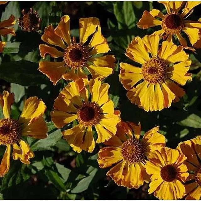 Sonnenbraut Feuersiegel Helenium cultorum gelbe Gartenpflanze für das Beet - Bild 1