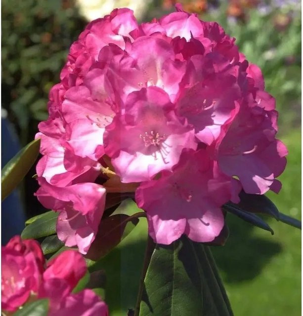 Rhododendron Fantastica Alpenrose in Pink von Nr-01.de - Bild 1