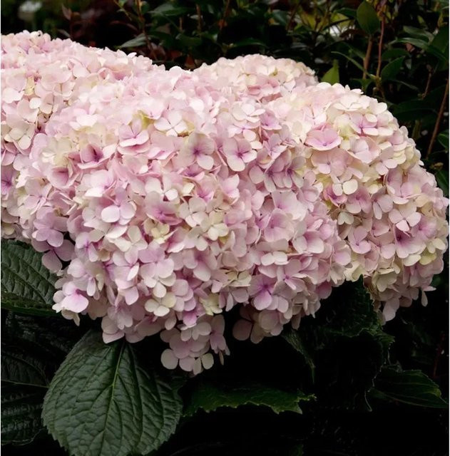 Ballhortensie Candybell Sorbet Hydrangea arborescens in Pink, Höhe: 40-60 cm - Bild 1