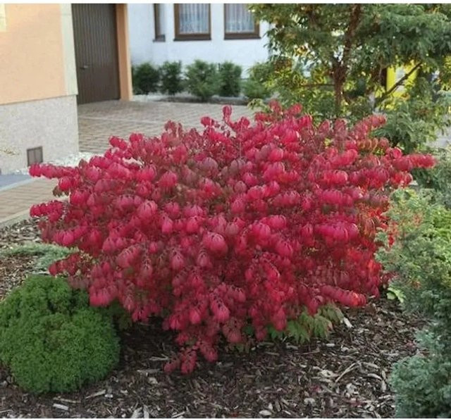 Korkflügelstrauch Chicago Fire Euonymus alatus in Rot und Grün, Höhe: 30-40 cm - Bild 1