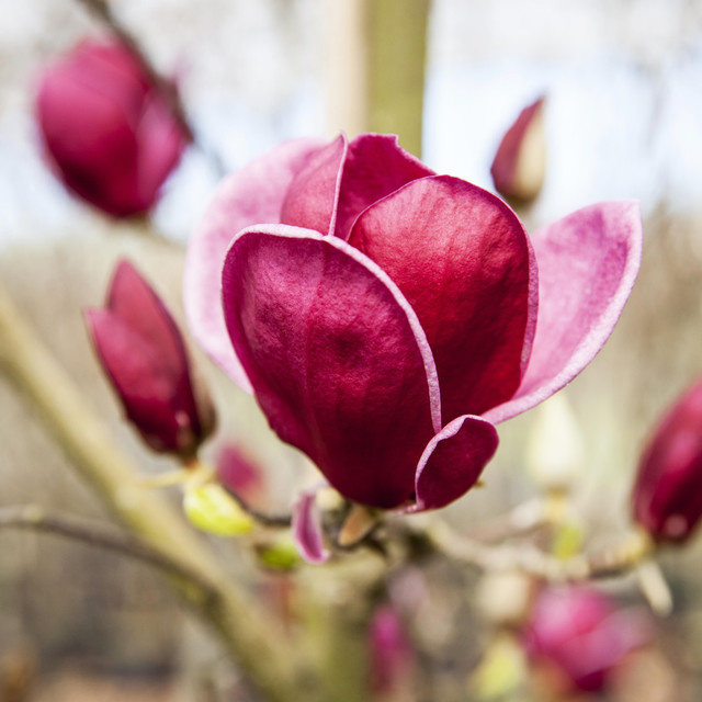 Magnolie Genie von BLUME2000 als Zierstrauch und Zierbaum - Bild 1