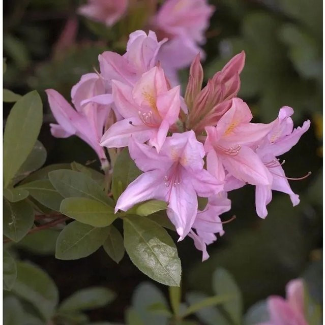 Rhododendron Soir de Paris Rhododendron viscosum in Pink, Topfgröße 25-30 cm - Bild 1