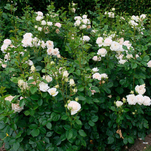 KORDES ROSEN Edelrose Madame Anisette in Rosa mit creme-beigen gefüllten Blüten - Bild 2