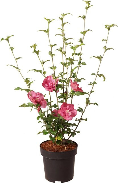 GROW by OBI Hibiskus Magenta Chiffon (Hibiscus syriacus) im Topf, Höhe: 40 cm - Bild 1