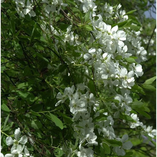 Prunkspiere Niagara Exochorda racemosa weiß Zierstrauch - Bild 1