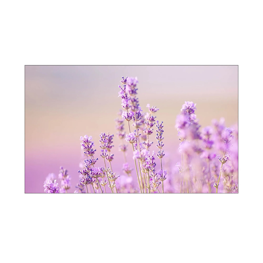 MySpotti Küchenrückwand Profix Cucina Lavendelhügel in Purple, B: 100 cm, H: 60 cm - Bild 1