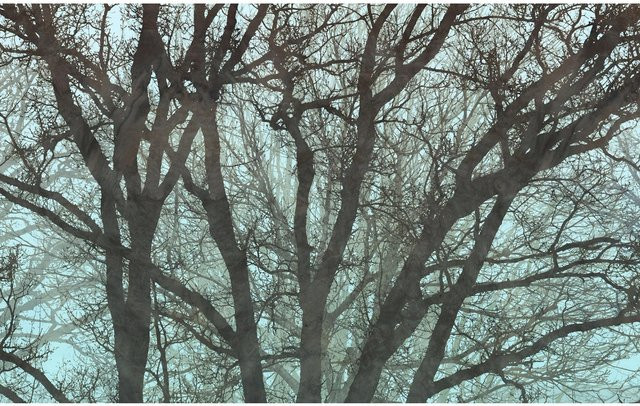 Komar Fototapete Whispering Woods in Grün aus Vlies, Breite: 400 cm, Höhe: 250 cm - Bild 1