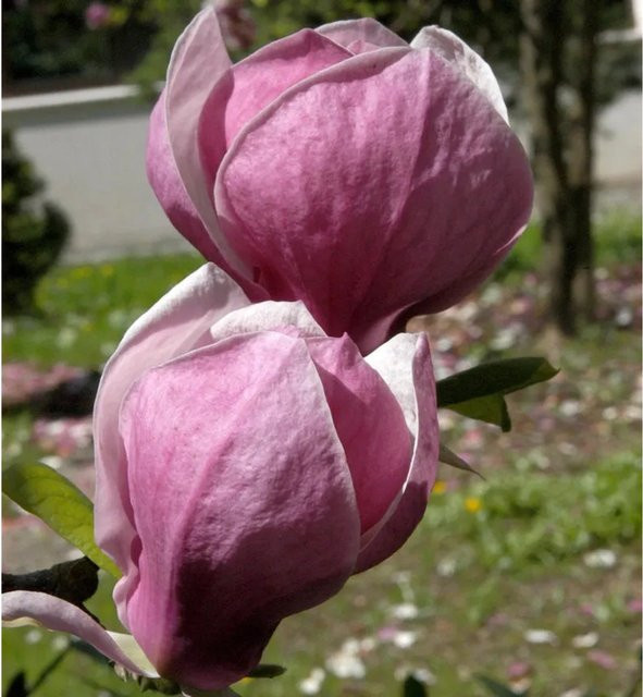 Magnolia Ians Red Zierstrauch in Pink und Rot von Nr-01.de, Höhe: 80-100 cm - Bild 1