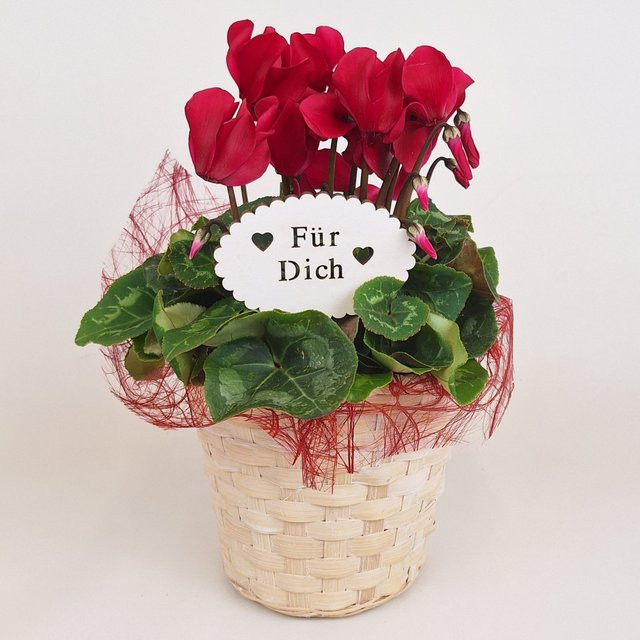 Blühende Cyclamen Topfpflanze in Rot und Multicolour für den Innenbereich - Bild 1