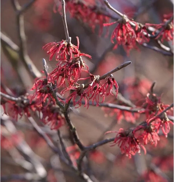 Rote Zaubernuss Ruby Glow Hamamelis intermedia als Zierstrauch - Bild 1