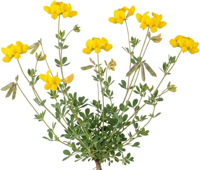 LaCaTho Hornschotenklee Samen Lotus Corniculatus mit 25000 Samen für gelbe Blüten und als Bienenweide - Bild 1