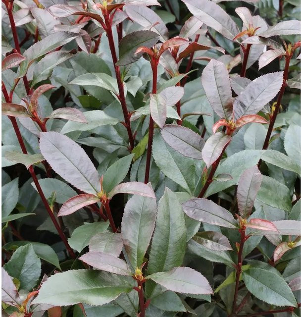 Hochstamm Glanzmispel Photinia fraseri Devils Dream in Rot und Grün, Höhe: 80-100 cm - Bild 1