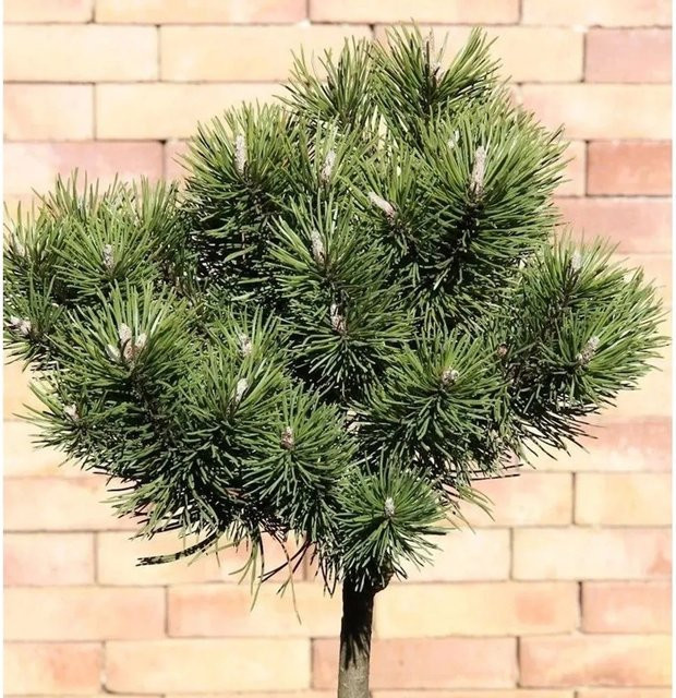 Nr-01.de Kugelkiefer Mops Pinus mugo als Hochstamm in Grün, Höhe: 40-60 cm - Bild 1