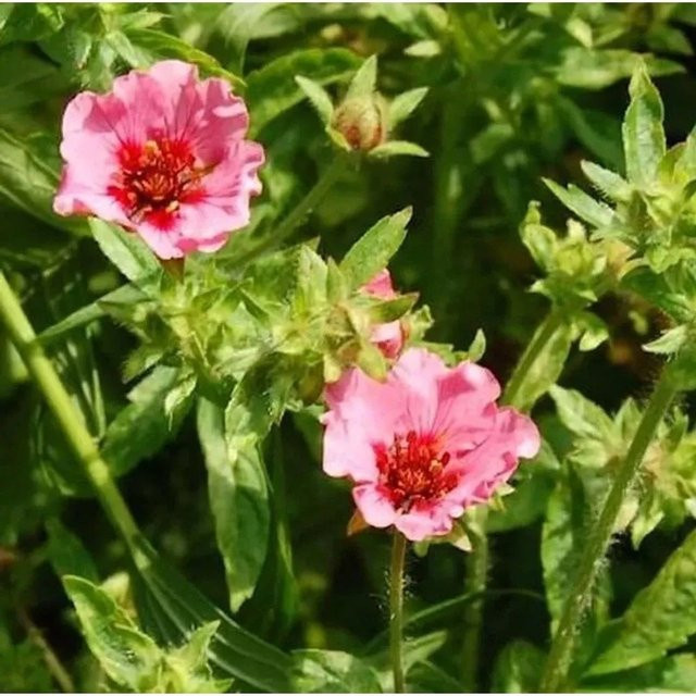 Fingerkraut Miss Helen Jane Potentilla nepalensis als winterharte Staude für Steingarten und Staudenrabatten - Bild 1