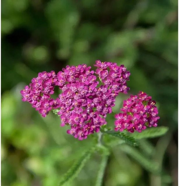 Schafgarbe Cerise Queen Achillea millefolium pink im Topf - Bild 1