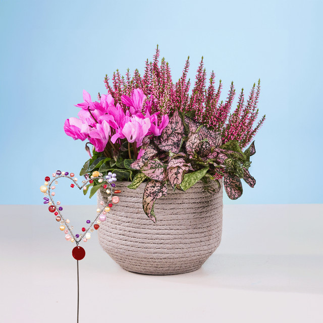 Hypoestes Pflanze von BLUME2000 im Topf für den Außenbereich - Bild 1