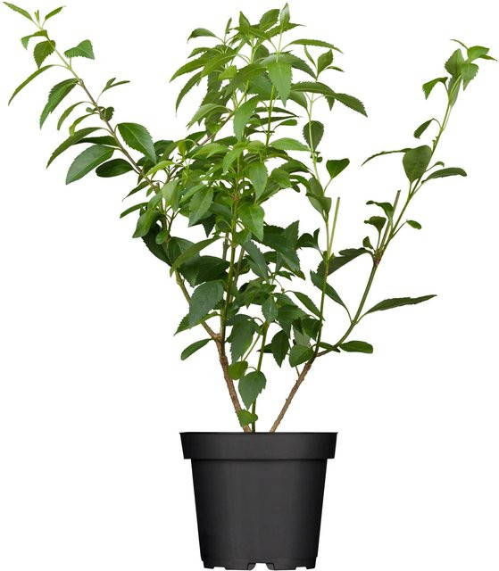 GROW by OBI Forsythie Lynwood Gold Gelb im Topf, Höhe: 50 - 60 cm - Bild 1