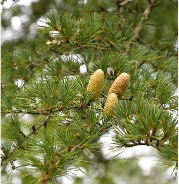 Libanon-Zeder Cedrus libani von Nr-01.de, Farbe: Grün, Höhe: 100-125 cm - Bild 1