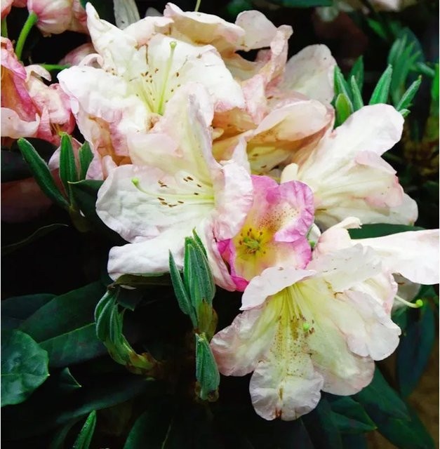 INKARHO Rhododendron Malvine Alpenrose, großblumiger Zierstrauch in Pink, 30-40 cm - Bild 1