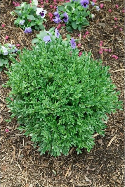 Buxus Sempervirens Green Balloon Buchsbaum von Pflanzen für dich, Höhe: 50–60 cm - Bild 1