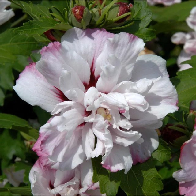 Hibiscus Starburst Chiffon Zierstrauch von Nr-01.de - Bild 1