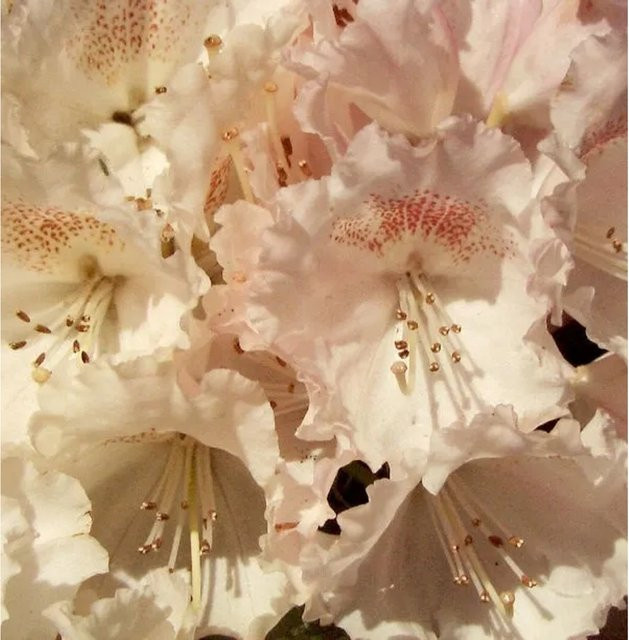 Rhododendron yakushimanum Hochstamm Heinjes Zauberflöte Alpenrose in Pink, Höhe: 80-100 cm - Bild 1