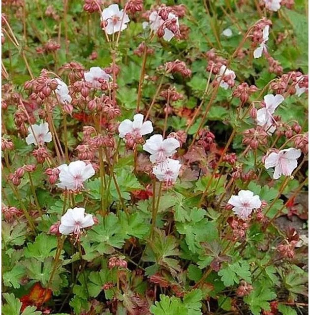 Storchenschnabel Biokovo Geranium cantabrigiense pink mehrjährige Gartenpflanze - Bild 1