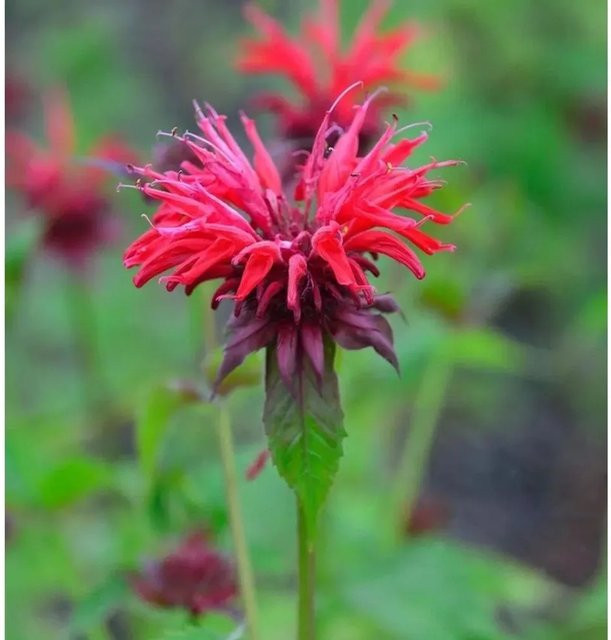 Monarda fistulosa Indianernessel Gardenview Scarlett rote Staude für Rabatten und Staudenbeete - Bild 1