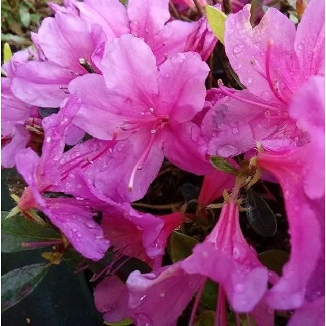 Kriechende Immergrüne Zwerg Azalee Iguazu Rhododendron nakaharai in Pink von Nr-01.de - Bild 1