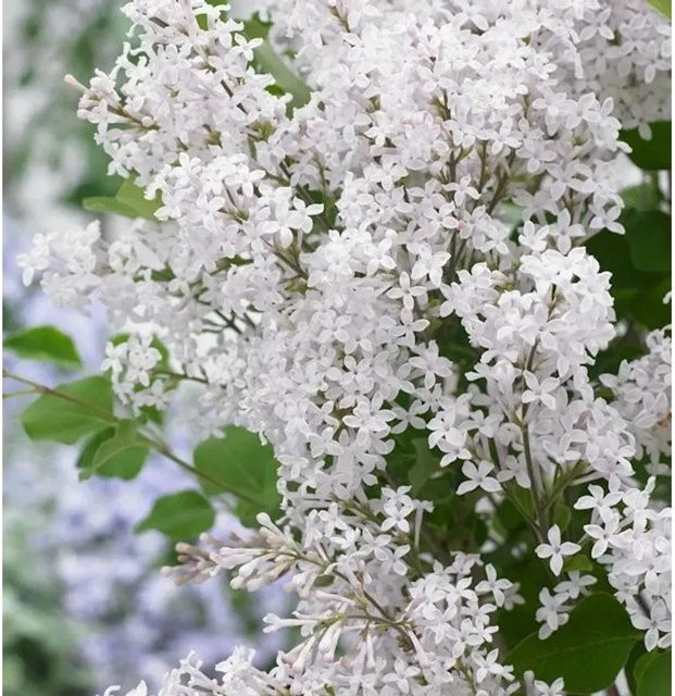Zwergflieder Syringa Flowerfesta White von Nr-01.de in Weiß - Bild 1