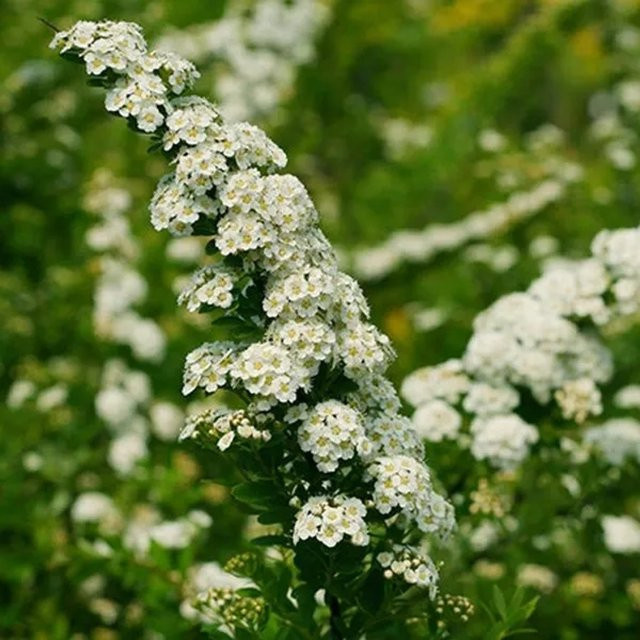 Arborix Strauchspiere Snowmound Spiraea nipponica mit weißen Blüten im Container - Bild 1