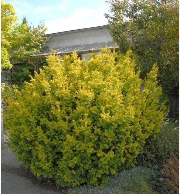 Goldene Straucheibe Taxus baccata Semperaurea von Nr-01.de, Farbe: Gold/Gelb, Höhe: 45 cm - Bild 1