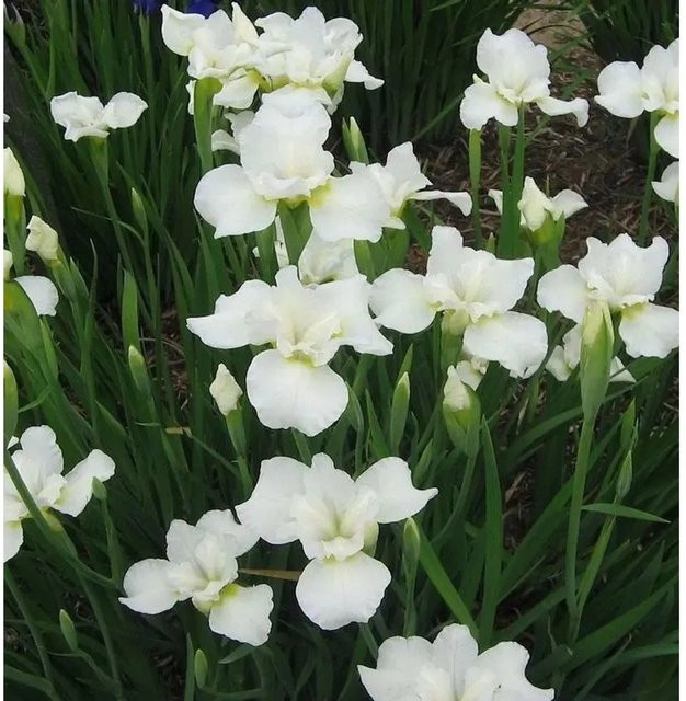 Sibirische Wieseniris Alba Iris sibirica weiße Staude für den Garten - Bild 1