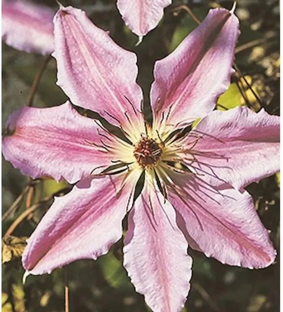 Clematis Waldrebe John Paul II in Pink, Kletterpflanze, Höhe: 150 cm - Bild 1