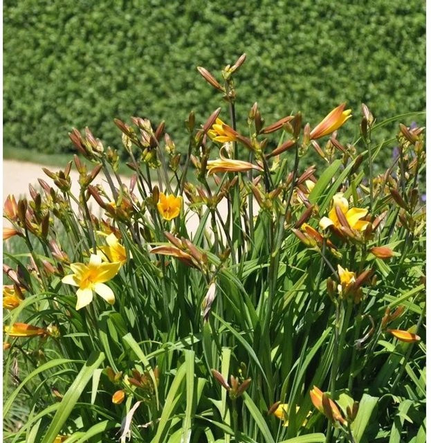 Hemerocallis thunbergii Späte Wiesentaglilie gelbe Staude für Beet und Teichrand - Bild 1