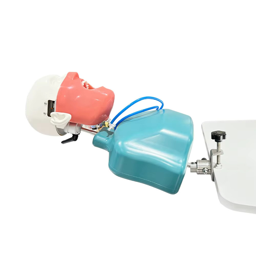 YOUYA DENTAL Dental Manikin Phantom Kopf Dental Simulator, mit Schulter Körper - Bild 2