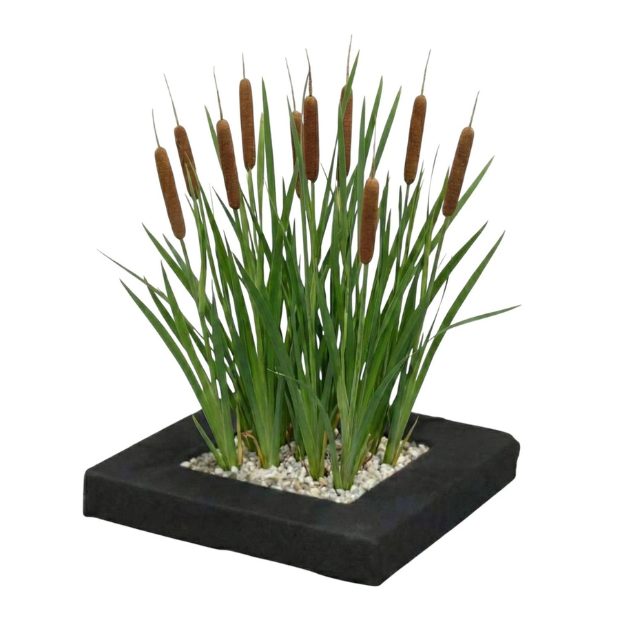 Vdvelde Pflanzeninsel mit 4 Rohrkolben Typha latifolia und Zubehör für deinen Teich - Bild 2